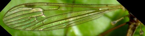 Austrolimnophila ochracea