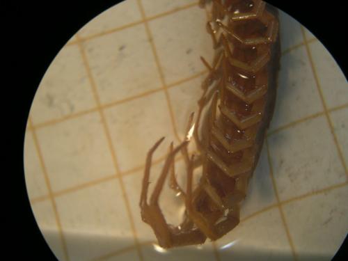 Lithobius sp.