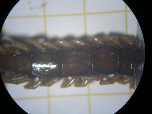 Lithobius sp.