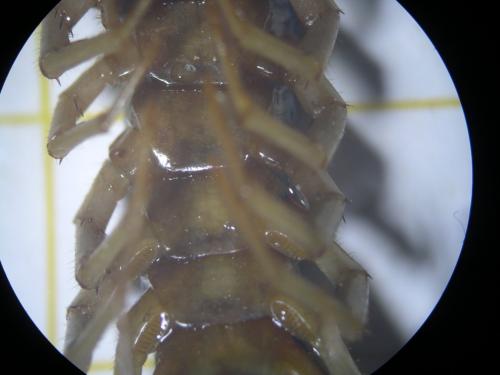 Lithobius sp.