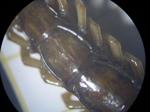 Lithobius sp.