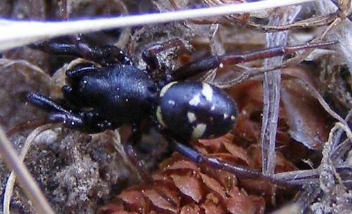 Asagena italica