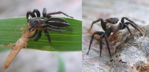 Phlegra bresnieri