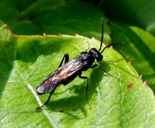 Réf. 84 797 : Macrophya annulata