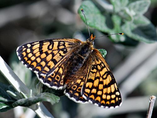Réf. 84 326 : Melitaea cinxia