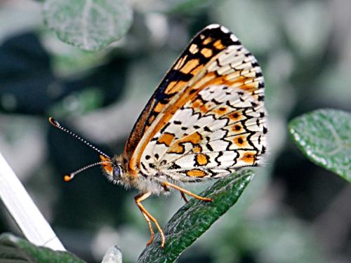 Réf. 84 345 : Melitaea cinxia