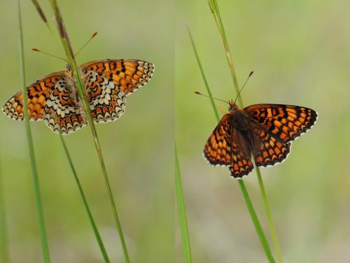 Melitaea phoebe