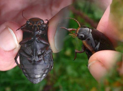 Dytiscus semisulcatus