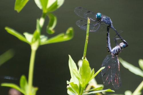 Réf. 84 647 : Micrathyria surinamensis