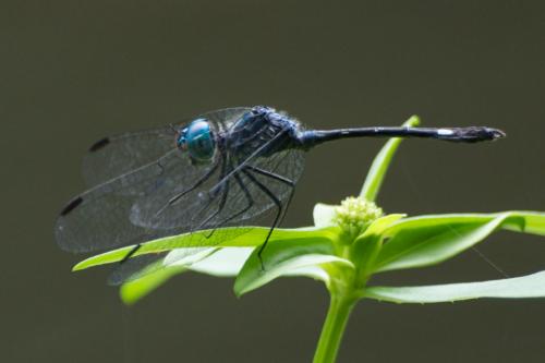 Micrathyria surinamensis