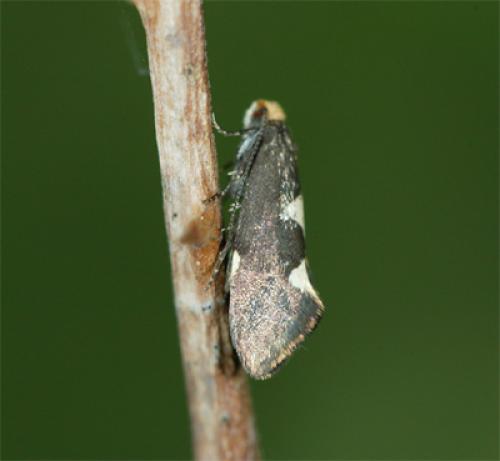 Incurvaria masculella
