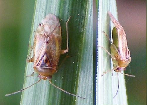 Réf. 84 934 : Pinalitus cervinus