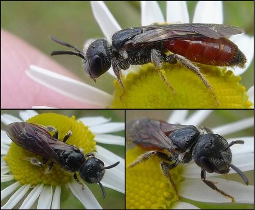 Réf. 84 478 : Sphecodes monilicornis
