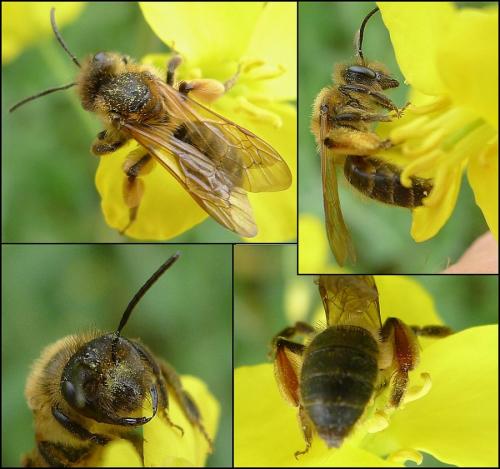 Réf. 84 479 : Andrena sp.