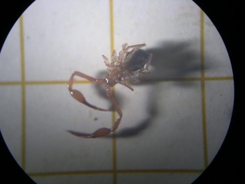 Neobisium sp.