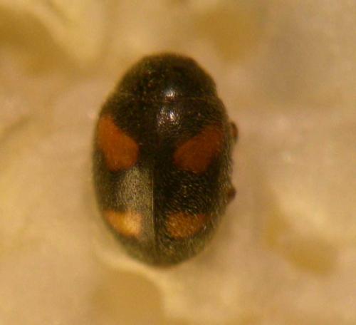 Réf. 84 130 : Nephus quadrimaculatus