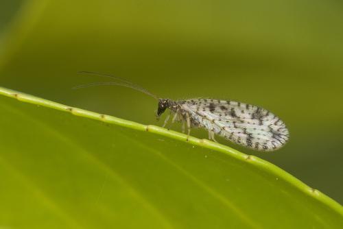 Micromus variegatus