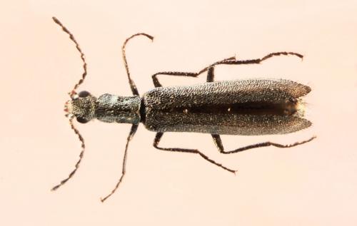 Dolichosoma lineare