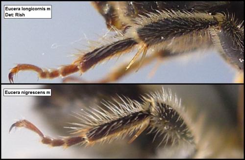 Eucera divers
