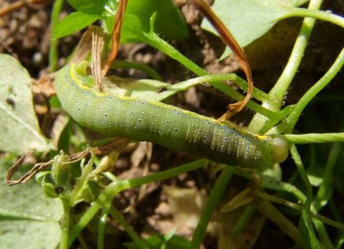 Lacanobia oleracea