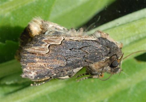 Réf. 84 710 : Dypterygia scabriuscula