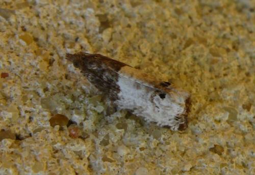 Réf. 84 795 : Notocelia roborana