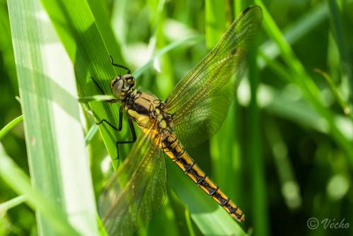 Orthetrum cancellatum