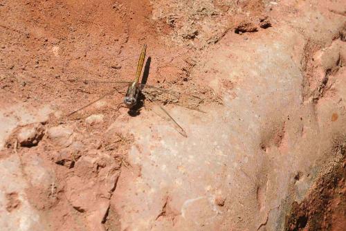 Réf. 84 426 : Orthetrum chrysostigma