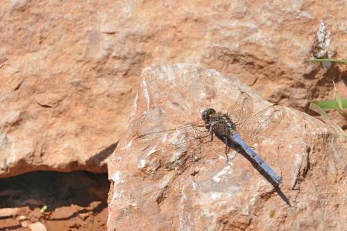 Réf. 84 429 : Orthetrum chrysostigma