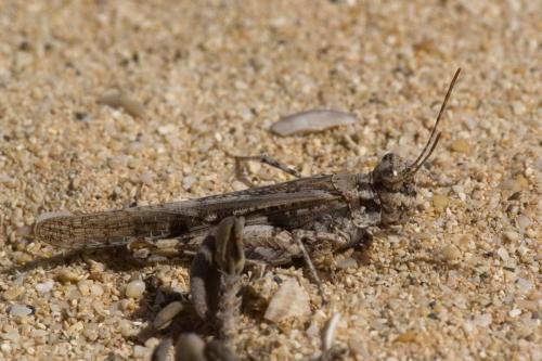 Acrotylus longipes