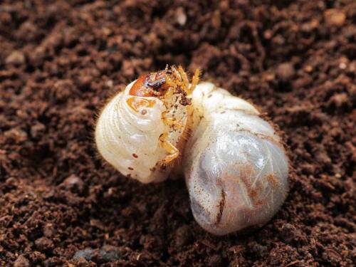 Osmoderma eremita