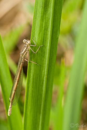 Réf. 84 073 : Platycnemis acutipennis