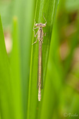 Réf. 84 074 : Platycnemis acutipennis