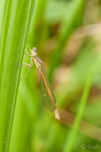 Réf. 84 075 : Platycnemis acutipennis