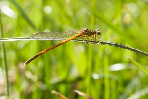 Platycnemis acutipennis