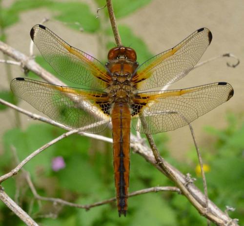 Réf. 84 732 : Libellula fulva