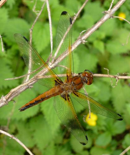 Réf. 84 733 : Libellula fulva