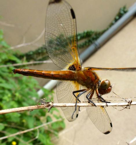 Réf. 84 734 : Libellula fulva