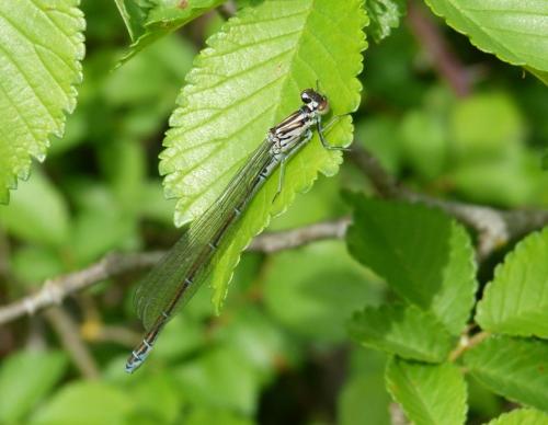 Coenagrion puella