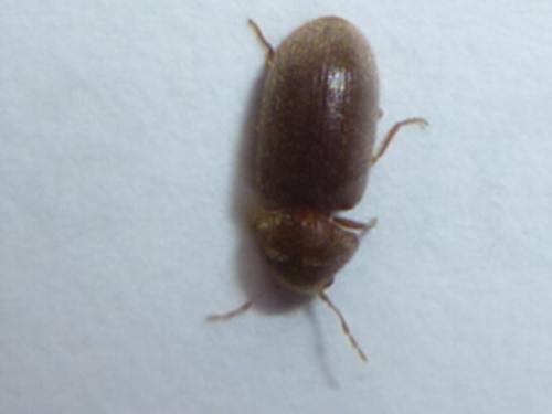 Stegobium paniceum