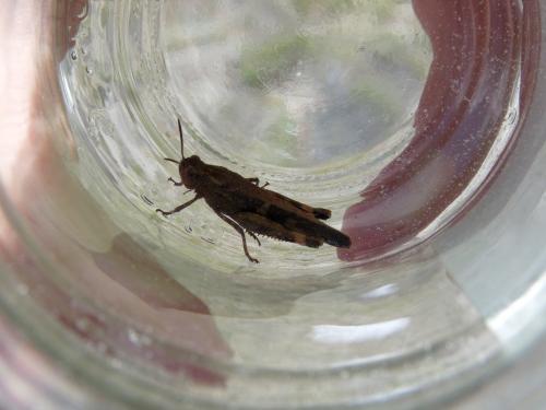 Aiolopus strepens