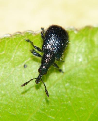 Réf. 84 211 : Involvulus caeruleus