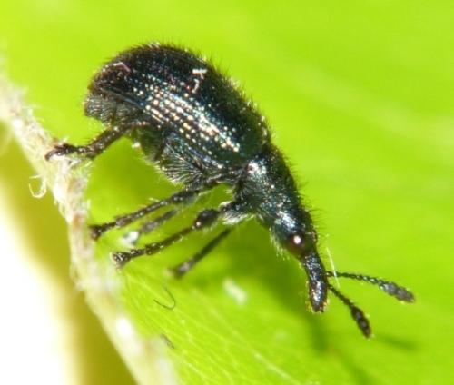 Réf. 84 212 : Involvulus caeruleus