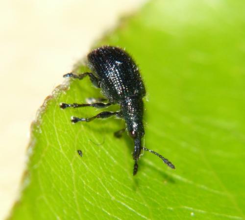 Réf. 84 213 : Involvulus caeruleus