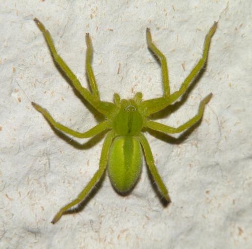 Micrommata sp.