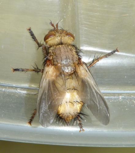 Tachina fera