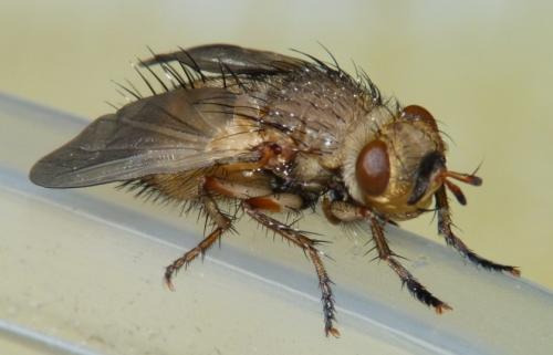 Tachina fera