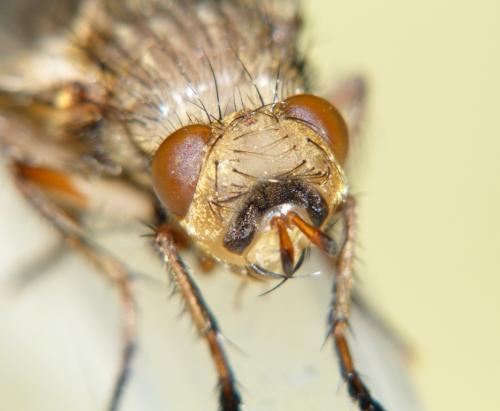 Tachina fera