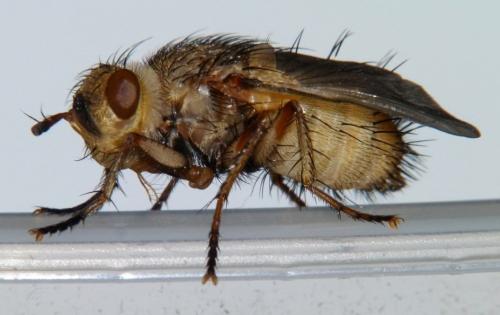 Tachina fera