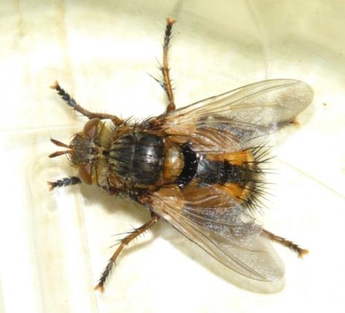 Réf. 84 319 : Tachina fera